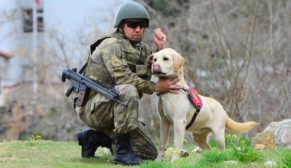 BOMBA KÖPEĞİ ASKERLERİN HAYATINI HAYATIYLA KURTARDI