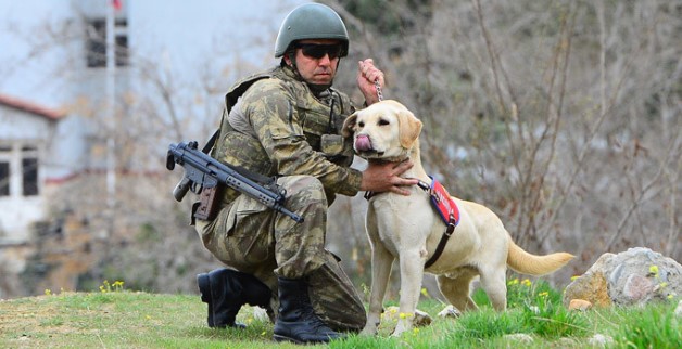 BOMBA KÖPEĞİ ASKERLERİN HAYATINI HAYATIYLA KURTARDI