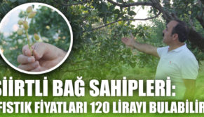 SİİRTLİ BAĞ SAHİPLERİ: “FISTIK FİYATLARI 120 LİRAYI BULABİLİR”