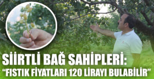 Siirt’te fıstık hasadına sayılı günler kala bağ sahipleri ürünün az