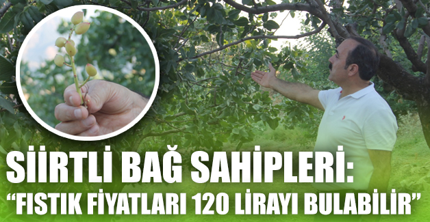 SİİRTLİ BAĞ SAHİPLERİ: “FISTIK FİYATLARI 120 LİRAYI BULABİLİR”