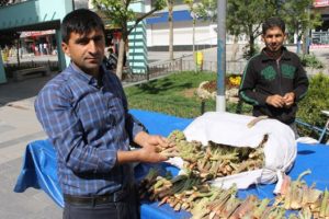 İlkbahar mevsiminin gelmesiyle Siirt ve ilçelerin yüksek kesimlerinde yetişen Doğunun