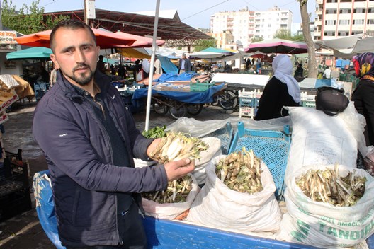 SİİRT’TE, “KENGEL” BİTKİ KÖKÜ BÜYÜK RAĞBET GÖRÜYOR