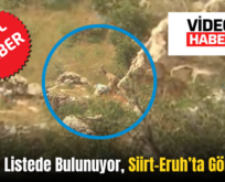 Kırmızı Listede Bulunuyor, Siirt-Eruh’ta Görüldü!..