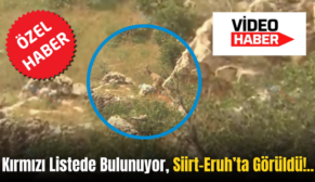 Kırmızı Listede Bulunuyor, Siirt-Eruh’ta Görüldü!..