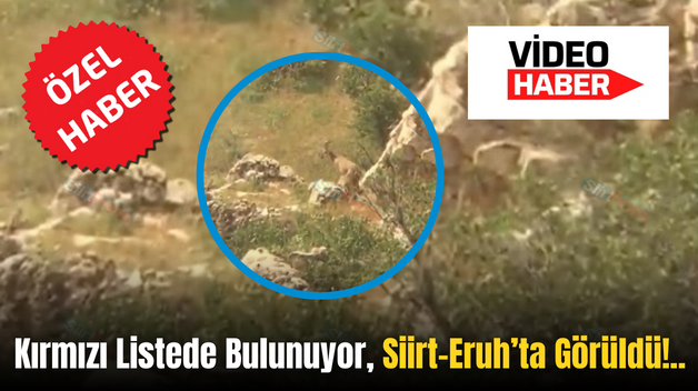 Kırmızı Listede Bulunuyor, Siirt-Eruh’ta Görüldü!..