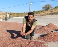 KURAKLIK BITTIMI VURDU, 1 TONDAN 200 KİLOGRAM VERİM ALINDI