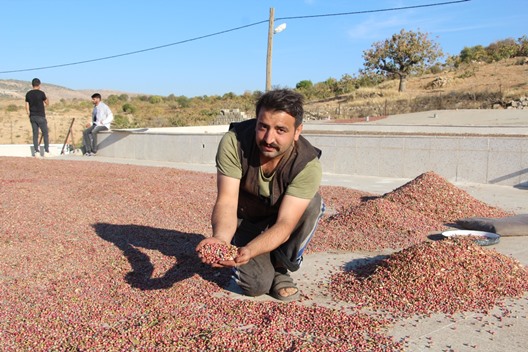 KURAKLIK BITTIMI VURDU, 1 TONDAN 200 KİLOGRAM VERİM ALINDI