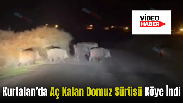 Kurtalan’da Aç Kalan Domuz Sürüsü Köye İndi