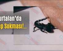 Kurtalan’da Akrep Sokması!..