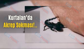 Kurtalan’da Akrep Sokması!..