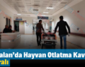 Kurtalan’da Hayvan Otlatma Kavgası: 6 Yaralı