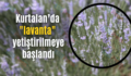 Kurtalan’da lavanta yetiştirilmeye başlandı