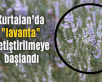 Kurtalan’da lavanta yetiştirilmeye başlandı