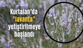 Kurtalan’da lavanta yetiştirilmeye başlandı