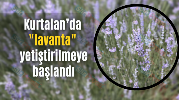 Kurtalan’da lavanta yetiştirilmeye başlandı