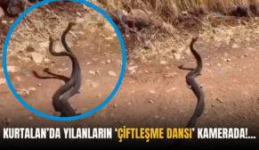 KURTALAN’DA YILANLARIN ‘ÇİFTLEŞME DANSI’ KAMERADA!…