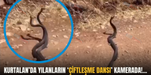KURTALAN’DA YILANLARIN ‘ÇİFTLEŞME DANSI’ KAMERADA!…