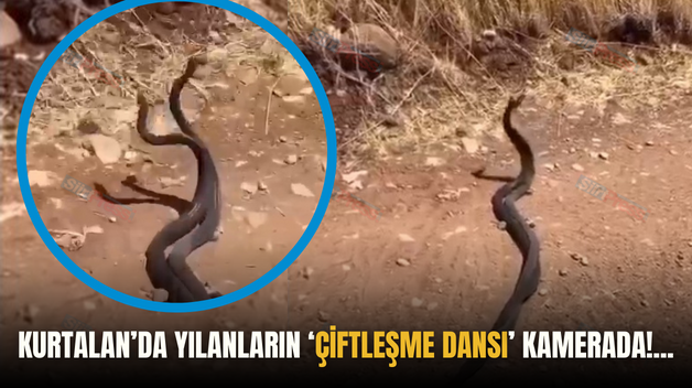 KURTALAN’DA YILANLARIN ‘ÇİFTLEŞME DANSI’ KAMERADA!…