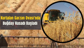 Kurtalan Garzan Ovası’nda Buğday Hasadı Başladı