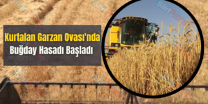 Kurtalan Garzan Ovası’nda Buğday Hasadı Başladı