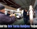 Kurtalan’da Dev Turna Balığına Yoğun İlgi!..