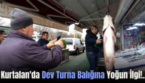 Kurtalan’da Dev Turna Balığına Yoğun İlgi!..