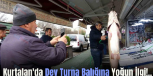 Kurtalan’da Dev Turna Balığına Yoğun İlgi!..