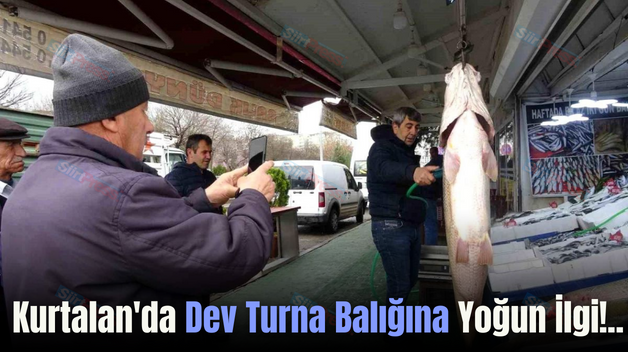 Kurtalan’da Dev Turna Balığına Yoğun İlgi!..