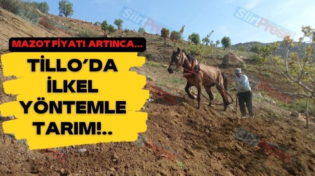 Mazot Fiyatı  Artınca… Tillo’da İlkel Yöntemle Tarım