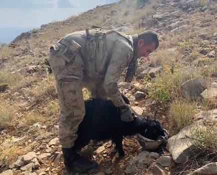 Siirt’te devam eden Yıldırım-11 Herakol Operasyonu’nda kırsal alanda kaybolan keçi Mehmetçik tarafından