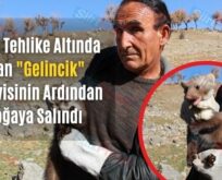 Nesli Tehlike Altında Olan Gelincik Tedavisinin Ardından Doğaya Salındı