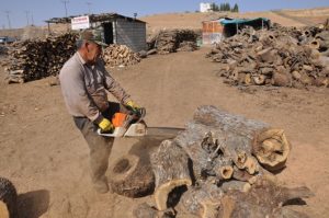Siirt’te kış ayının yaklaşmasıyla birlikte, odun satışları da arttı. Kış