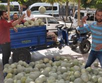 SİİRT’TE BUL YIL, “CEFAN KAVUNU” BOLLUĞU YAŞANIYOR