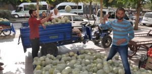 Siirt’te, “Cefan Kavunu” olarak bilinen ekşili kavunun üretiminde yaşanan bolluk,