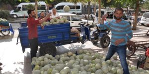 SİİRT’TE BUL YIL, “CEFAN KAVUNU” BOLLUĞU YAŞANIYOR