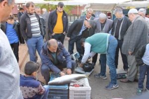 BOTAN BALIĞI VE KÖY TAVUĞU’NA YOĞUN RAĞBET VAR Siirt’te Botan