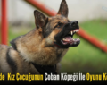 Pervari’de  Kız Çocuğunun Çoban Köpeği İle Oyunu Kötü Bitti