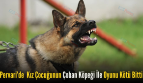 Pervari’de  Kız Çocuğunun Çoban Köpeği İle Oyunu Kötü Bitti