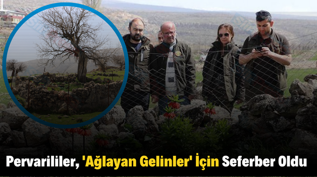 Pervarililer, ‘Ağlayan Gelinler’ İçin Seferber Oldu