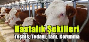 Şarbon hastalığı son günlerin sıkça araştırılan konuları arasında yer aldı.