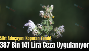 Siirt Adaçayını Koparan Yandı! 387 Bin 141 Lira Ceza Uygulanıyor