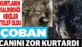 KURTLAR KEÇİLERE SALDIRDI, ÇOBAN CANINI ZOR KURTARDI