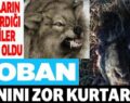 KURTLAR KEÇİLERE SALDIRDI, ÇOBAN CANINI ZOR KURTARDI