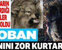 KURTLAR KEÇİLERE SALDIRDI, ÇOBAN CANINI ZOR KURTARDI