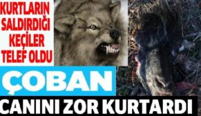 KURTLAR KEÇİLERE SALDIRDI, ÇOBAN CANINI ZOR KURTARDI