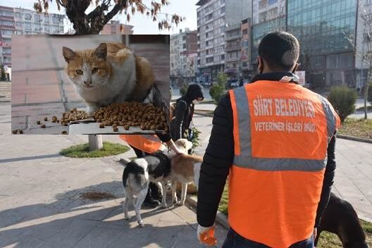 Siirt Belediyesi Veteriner İşleri Müdürlüğüne bağlı ekipler, sokak hayvanları için