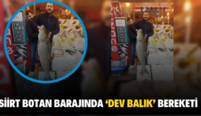 SİİRT BOTAN BARAJINDA ‘DEV BALIK’ BEREKETİ