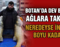 BOTAN’DA DEV BALIK AĞLARA TAKILDI