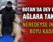 BOTAN’DA DEV BALIK AĞLARA TAKILDI